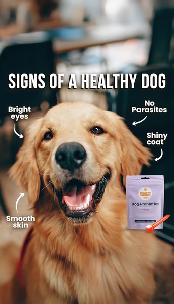 A 9:16 static educational creative using an annotated dog image to highlight health benefits of dog probiotics.